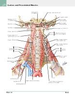 Frank H. Netter, MD - Atlas of Human Anatomy (6th ed ) 2014, page 47
